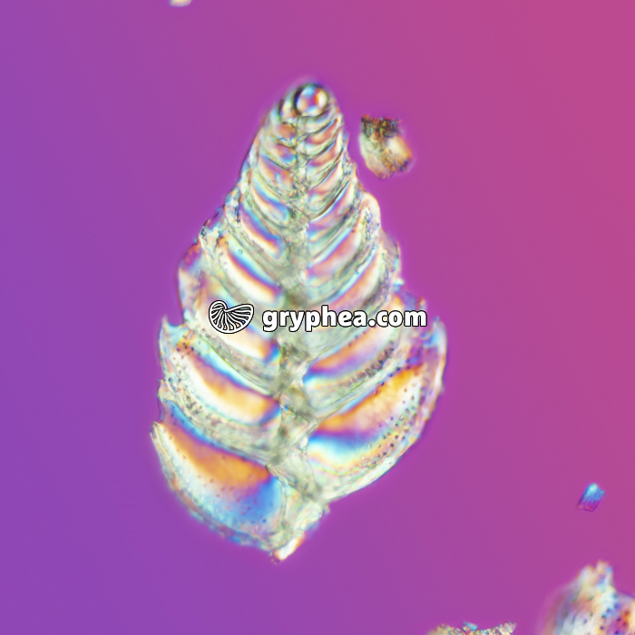 Foraminifère (Cuxhaven) LPA x32 - gryphea.com